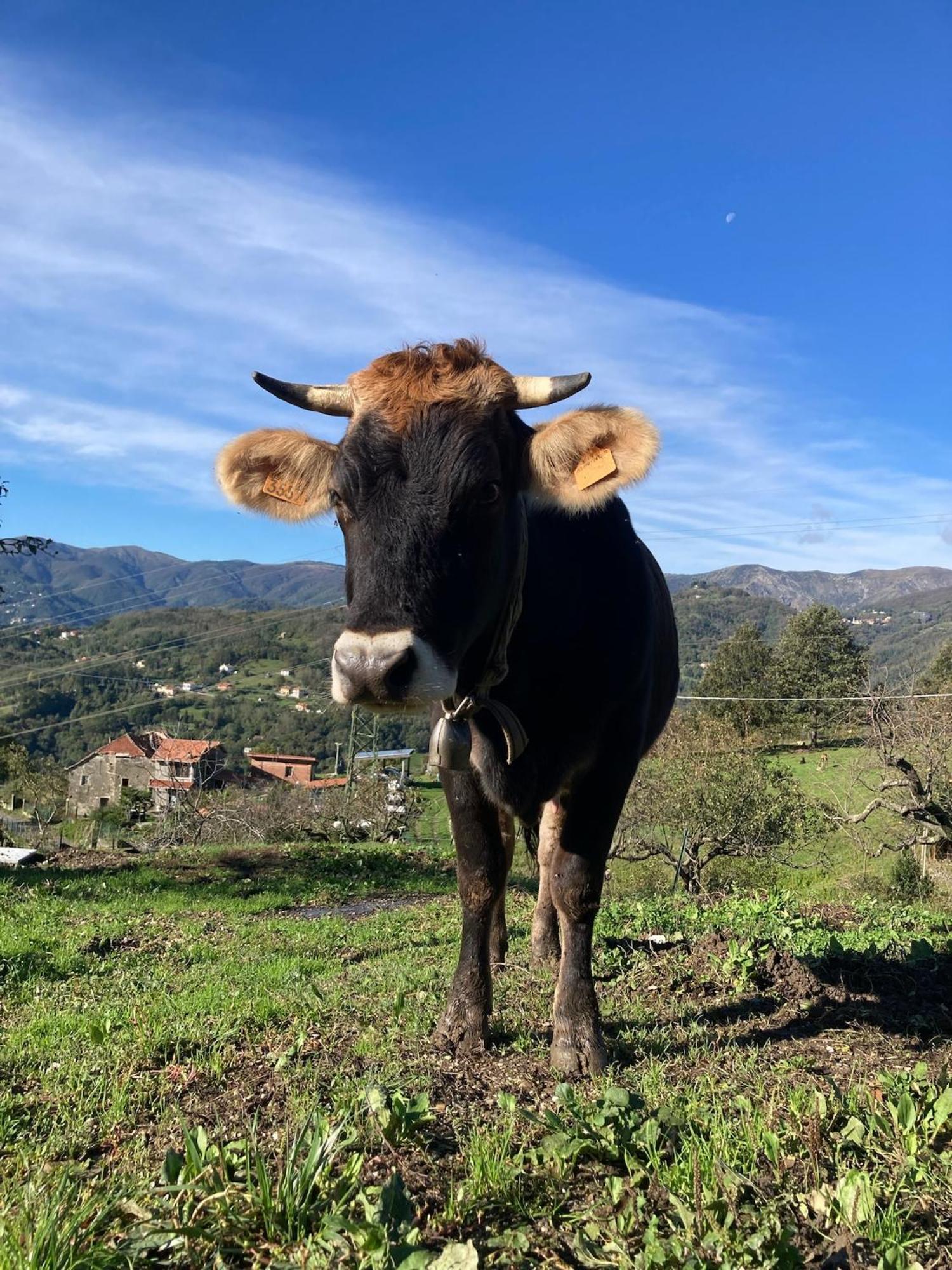 Agriturismo Terra E Cielo Serra Ricco Bagian luar foto